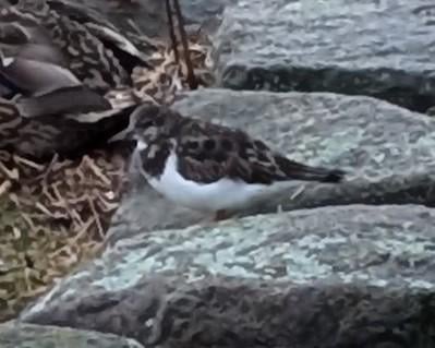 これは何という鳥かわかる人はいますか？
