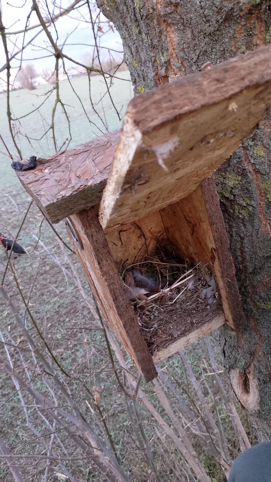 住宅危機なんてクソだ、私は鳥のための不動産を建てているんだ！そして、最初のテンで排便したテンはおそらくもう生きていないでしょう、それとも私が彼女の家族に復讐したのですか、私は破壊者が大嫌いです！鳥が大好きなのでフォローさせていただきます!!