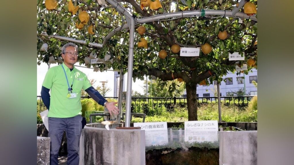 ４品種実る「ふしぎなナシの木」にとある異変、カメラで監視してみると…様々な「来客」の姿が 鳥取県倉吉市
