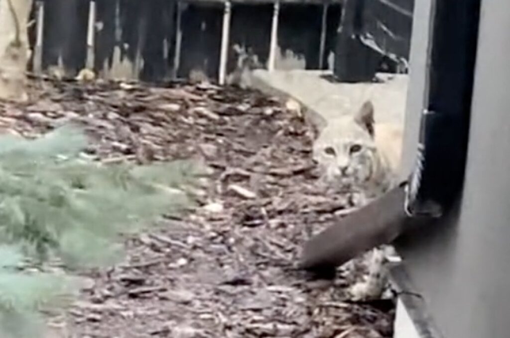 ネコちゃん、おいで〜って……あれ？"謎の動物"に女性が困惑→ネットで話題に