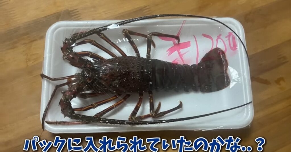 鮮魚スーパーで特価品になっていたイセエビを連れ帰り、水槽に入れたら……　想定外の結果と2日後の光景に「泣けます」「おもしろすぎ」