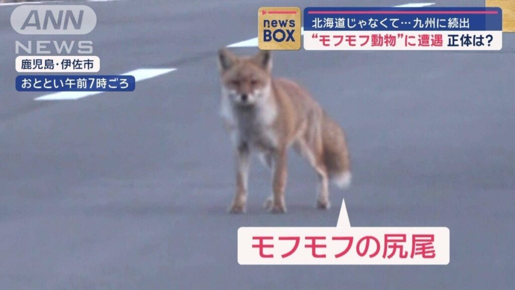 正体は？“モフモフ動物”に遭遇　北海道じゃなくて…九州に続出