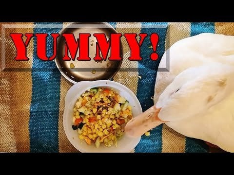 #アヒル はマイナスタイムで新鮮野菜の夕食を食べます！