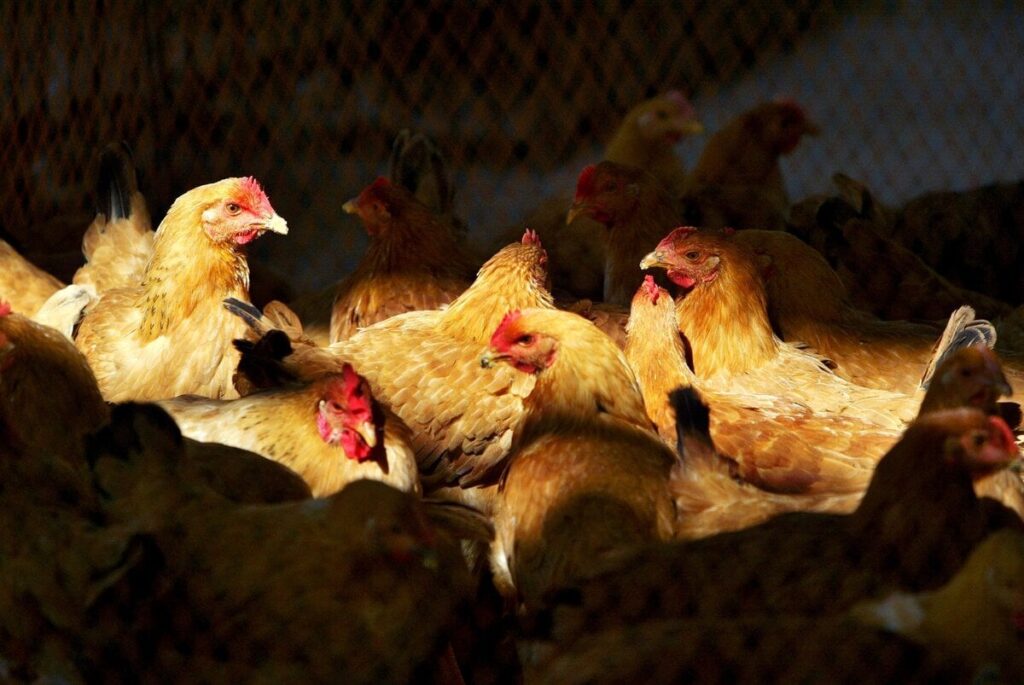 米国で初の鳥インフル重症患者、加州が非常事態宣言、乳牛に拡大