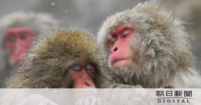 寒い日は仲良くあったまろ ポカポカ温泉でサルもリラックス 長野県山ノ内町