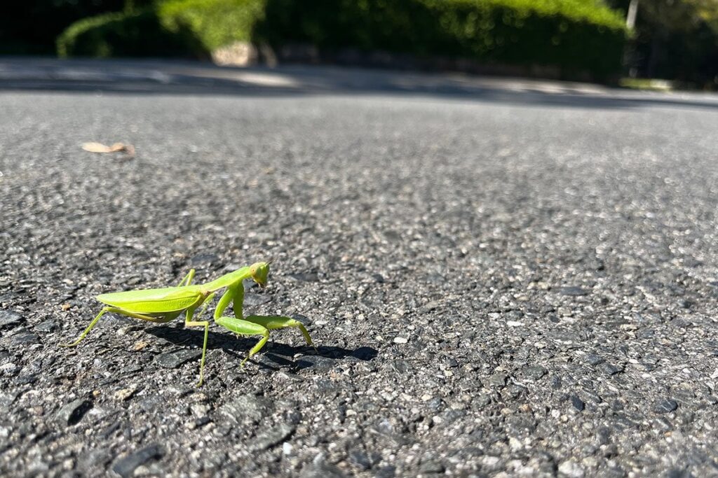 ハリガネムシに感染したカマキリはなぜ秋になると道路によく出てくるのか