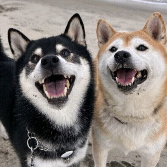 なぜか犬が寄っていく “何もしていない”のに犬に好かれる人の秘密とは