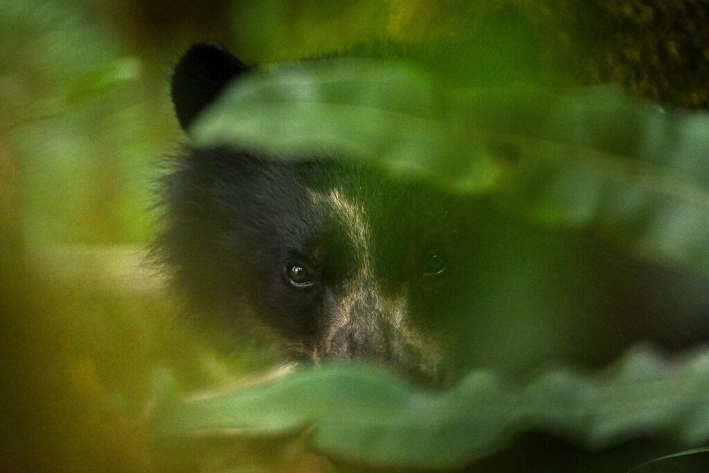 【動画】木の上で交尾するクマ、初の報告、さらに衝撃的な行動も