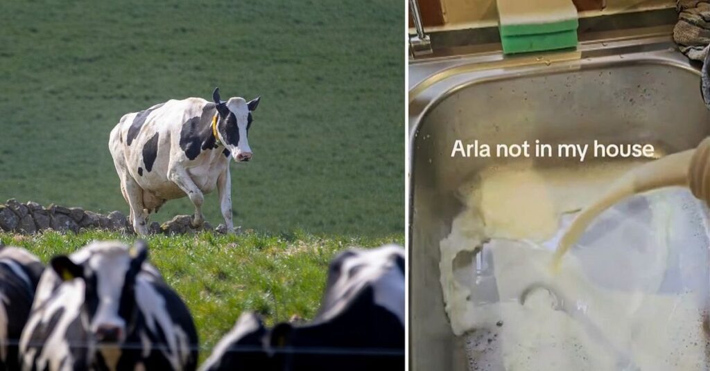 アーラは英国でボイコットされる - 気候に優しい飼料サプリメントボヴァーのテスト後