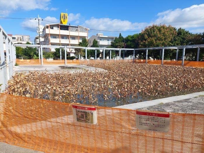クローン増殖ザリガニ「ミステリークレイフィッシュ」初確認の池、今も立入禁止 那覇
