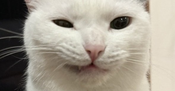 猫ちゃんに学ぶ、失敗した証明写真→大成功の写り方が約600万表示　「採用せざるを得ない」「もう合格」