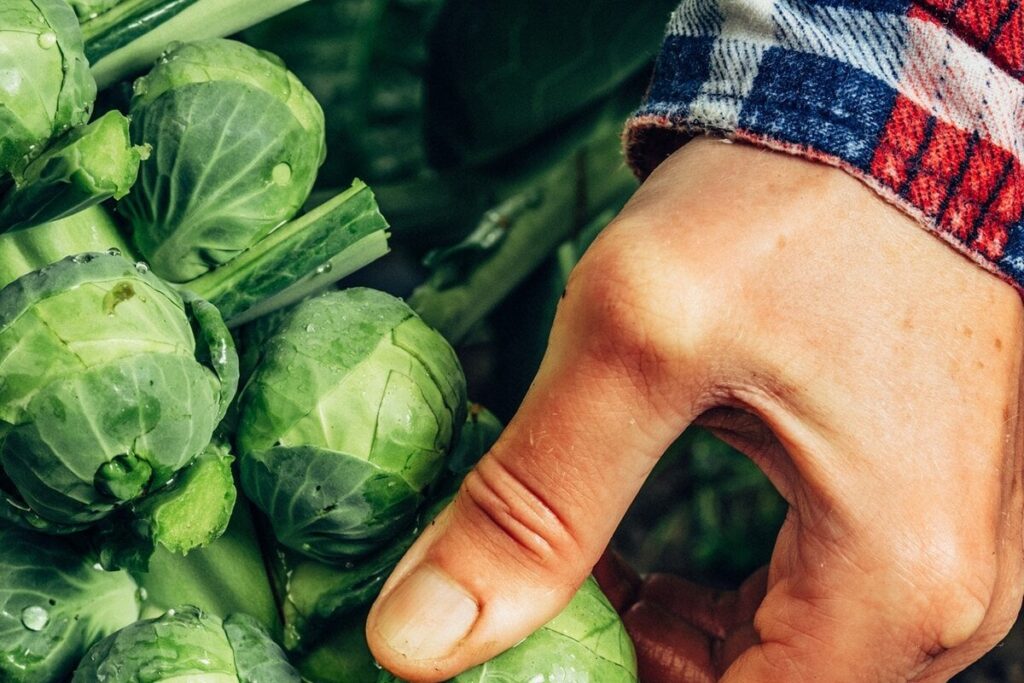 「良い野菜は口に苦し」 その苦味を科学の力で抑えたらどうなる？