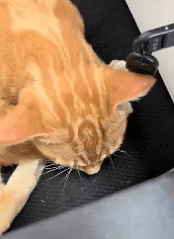[XP] 運動エネルギー保存の法則 😸