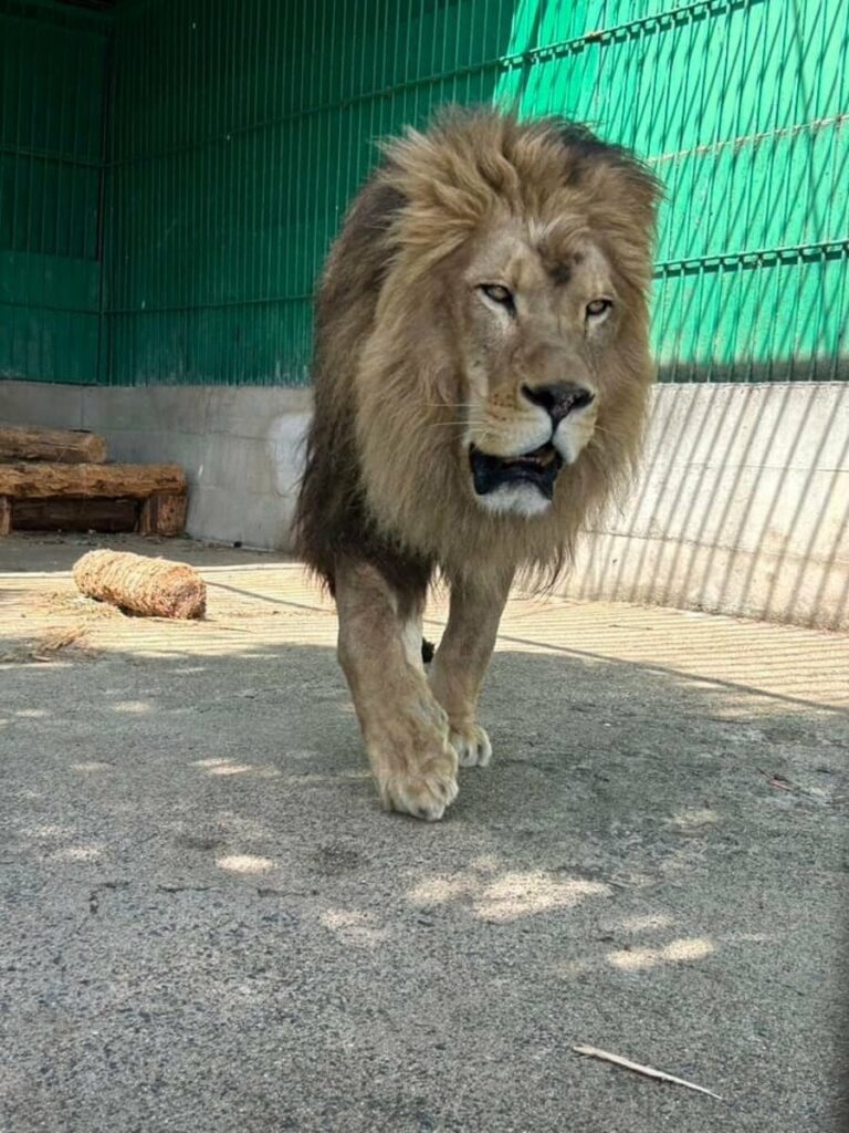 【園長らは書類送検】飼育員がライオンに襲われ死亡、元動物園長は「原因はほぼ100％飼育係にある」