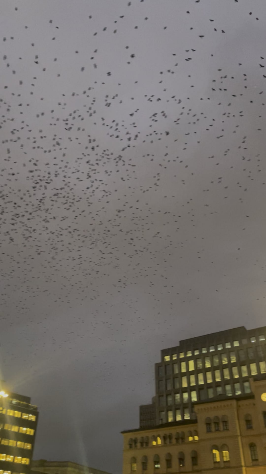 鳥の群れ