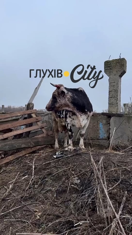 ロシアの無人機３機がスームィ地方の日記農場を攻撃した。牛7頭が死亡、数名が負傷
