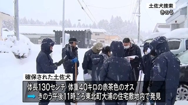 脱走の土佐犬確保 青森県東北町 住宅敷地内でふせていた土佐犬を近くを車で通りがかった人が発見