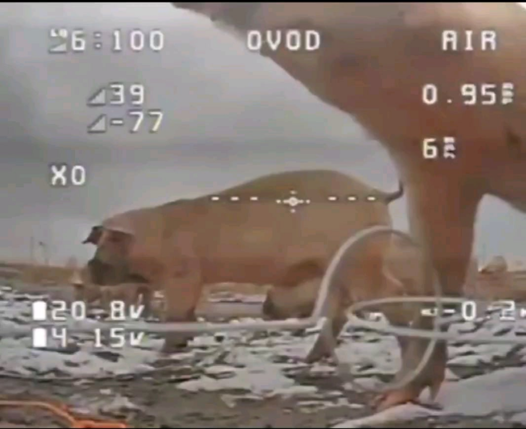 豚のグループが、ロシアの兵士や車両を待ち伏せするために待機しているウクライナの FPV ドローンを検査するためにやって来ます。