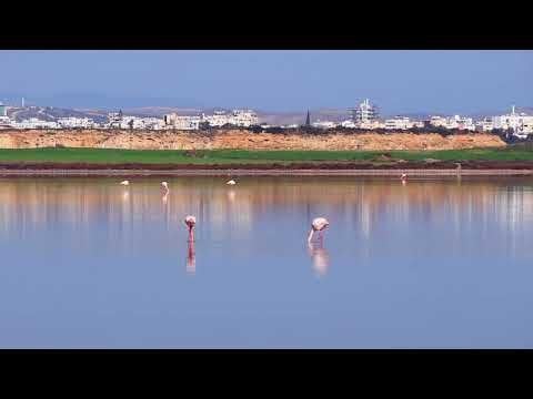 ラルナカ塩湖のフラミンゴ
