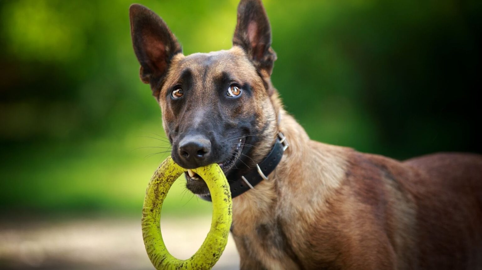 世界で最も賢い犬種はベルギー犬です