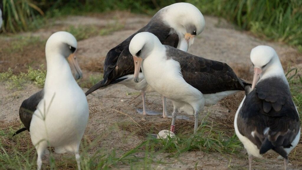 ７４歳のアホウドリが産卵 新しいパートナーとつがいに ミッドウェー島