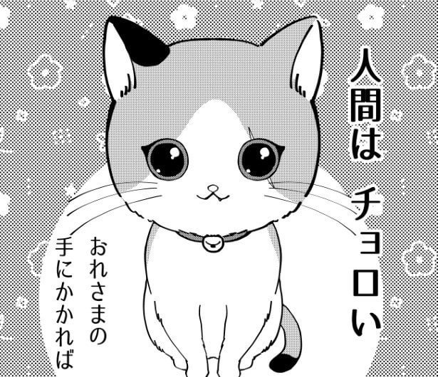 保護猫→「人間はチョロい」そんな彼のライバルは老齢の先住猫…？2匹の猫が「家族」になっていく過程にキュン死にする読者続出