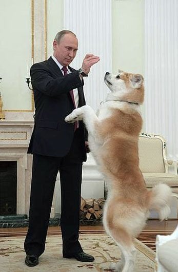 秋田犬「ゆめ」は健在 ロシア大統領に贈呈、高齢12歳