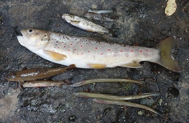 ウイス・エイリアン、コークの川沿い8キロメートルに沿って魚を死なせた化学物質流出で有罪判決