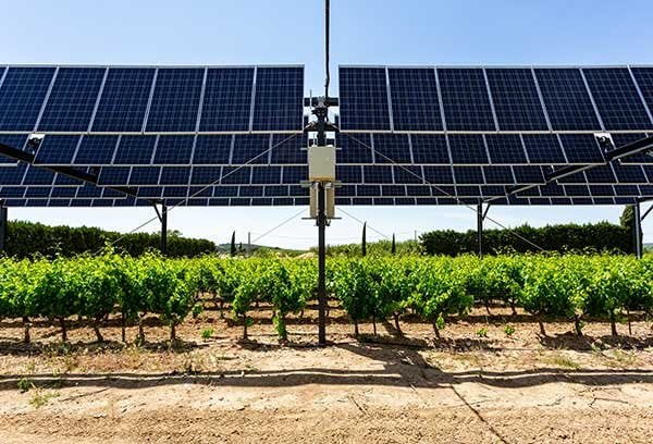 アグリボルタックスはブドウの収量を最大 60% 増加させることができます