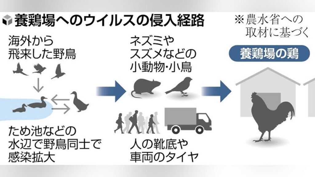 採卵鶏１０８万５０００羽を殺処分へ…茨城・八千代町の養鶏場で鳥インフル