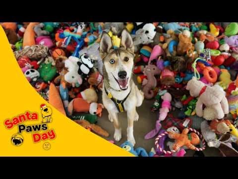 サンタの足の日、救助犬たちは自分たちでクリスマスプレゼントを選ぶことができます