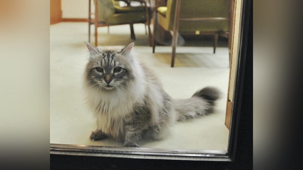 プーチン大統領から贈られた猫「ミール」死ぬ…秋田・佐竹知事がかわいがる