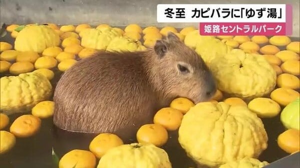 カピバラに「ゆず湯」プレゼント 最低気温0.2度の厳しい寒さ 兵庫・姫路セントラルパーク
