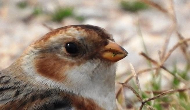 アイスランド、ノルウェー、ロシアの北部寒冷地に生息し、クロアチアでは極めて珍しい白いホオジロが「クルカ」国立公園で初めて観察された。