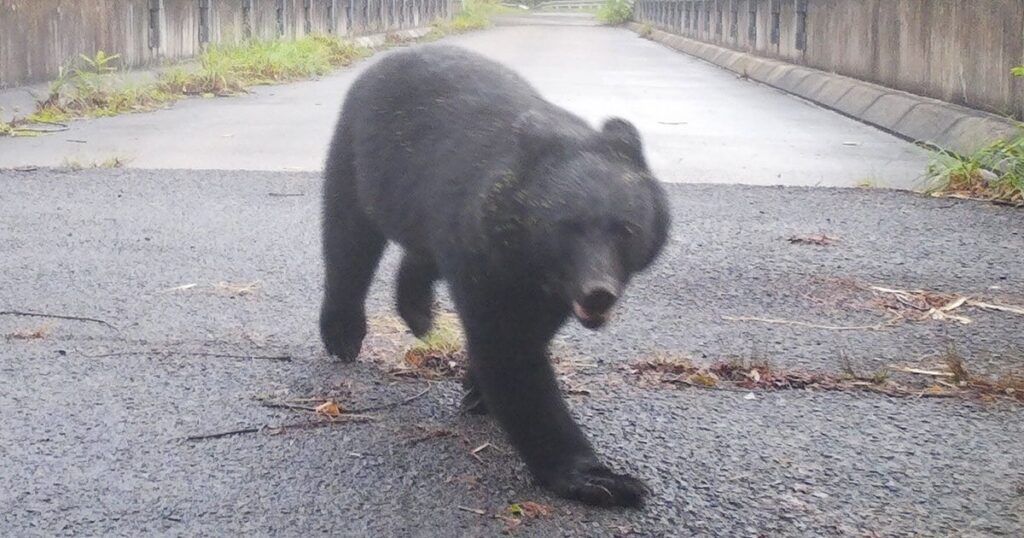 スーパーに侵入したクマ 捕獲も秋田市には駆除に「かわいそう」と抗議の電話が…被害増大も止まぬ“同情論”【「その多くは県外在住者からの声」】