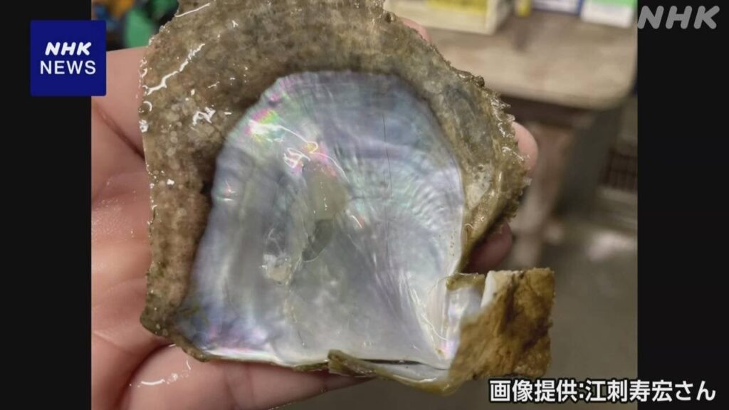 “アコヤガイ 宮城県沖で初確認”と知事発表 真珠養殖を検討へ