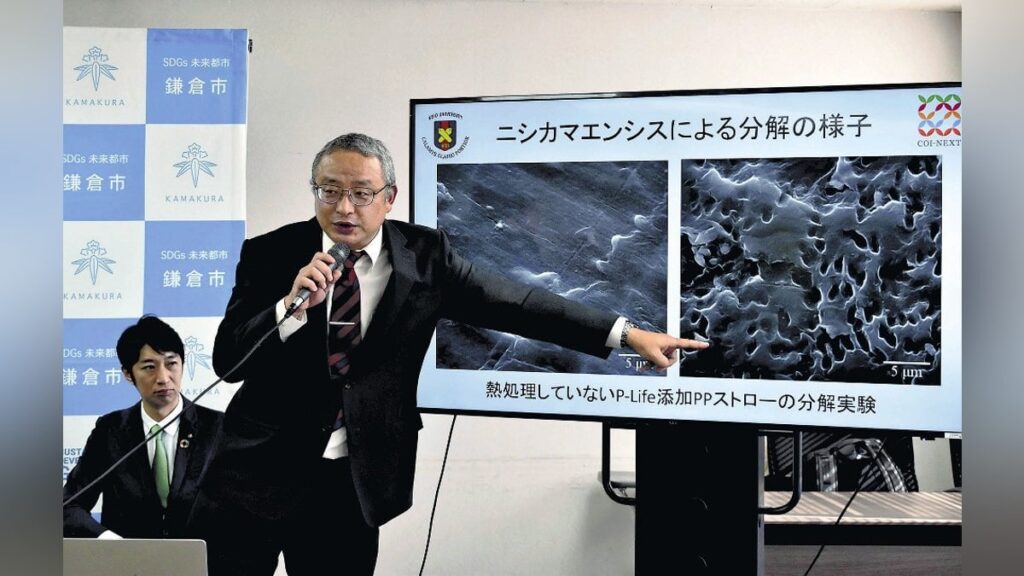 鎌倉の土からプラスチック分解菌、「ニシカマエンシス」と名付ける…小学校の花壇で発見