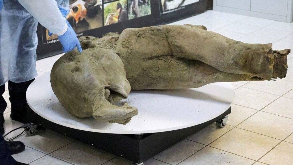 クレーターで見つかった赤ちゃんマンモスの死骸、世界「最高の」保存状態 ロシア