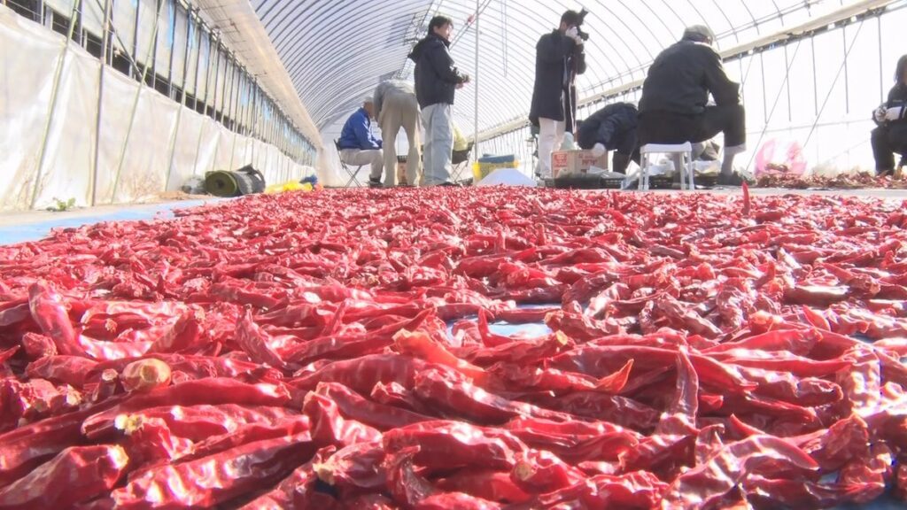 トウガラシ🌶️は手をかけずに勝手に育つ。手についたらたいへんだけどなっ！