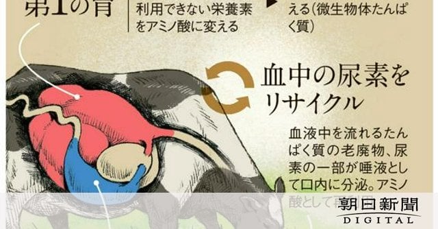 ウシは草食でもなぜ筋肉もりもり？ 微生物の働き、一部地域の人にも