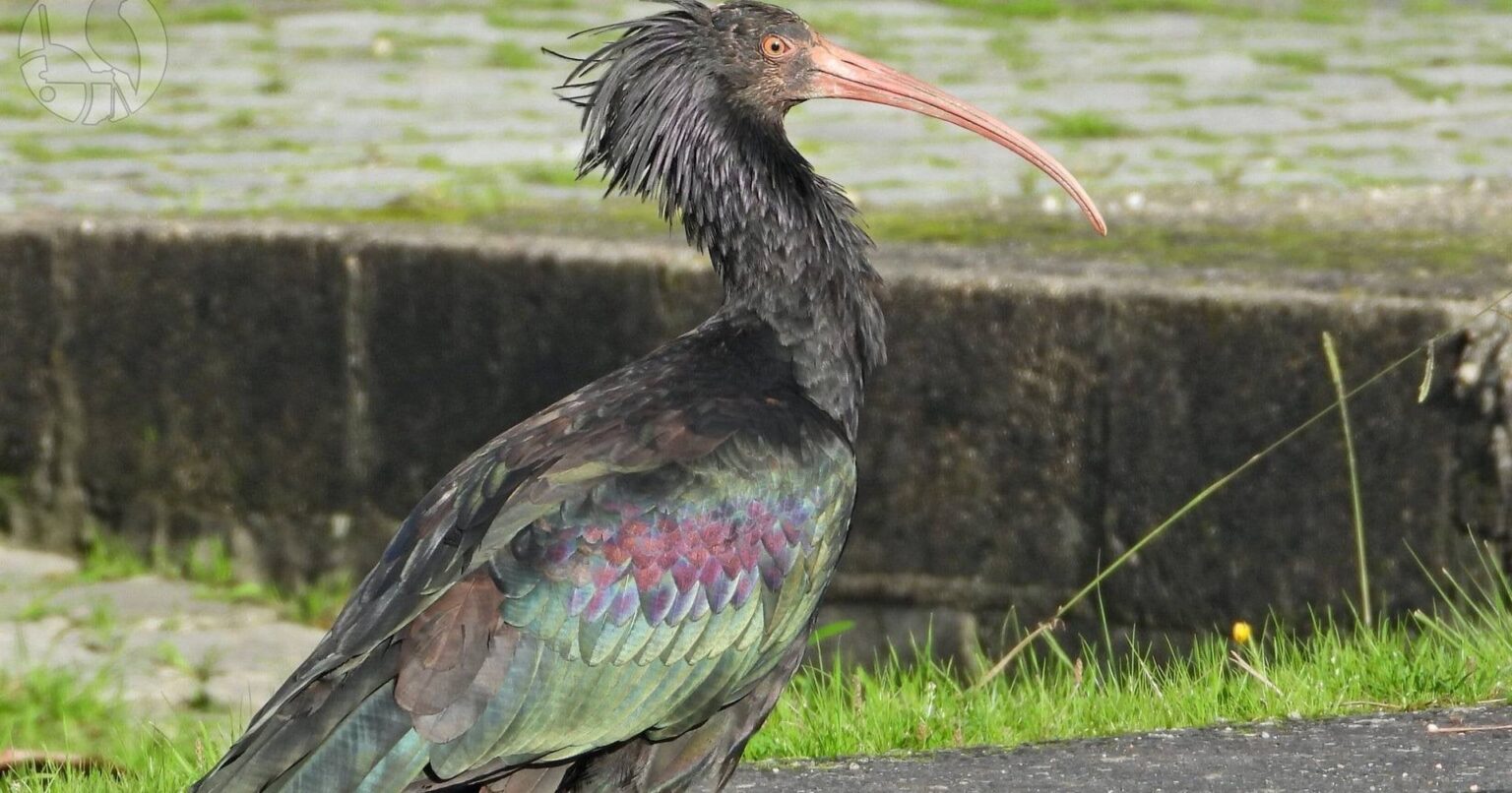 ポルトガルで珍しい鳥が２度目に発見
