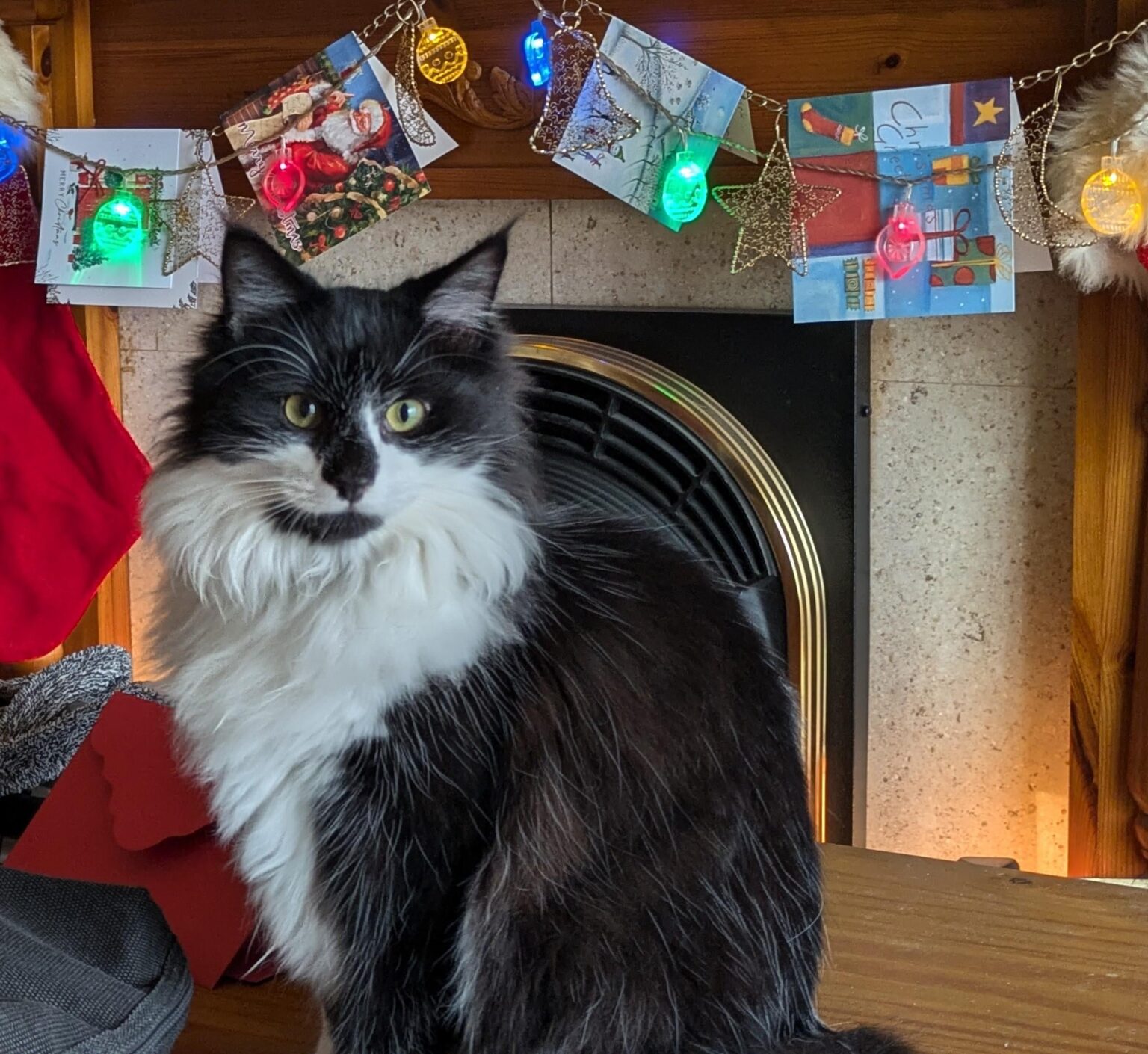アルフィーの初めてのクリスマス