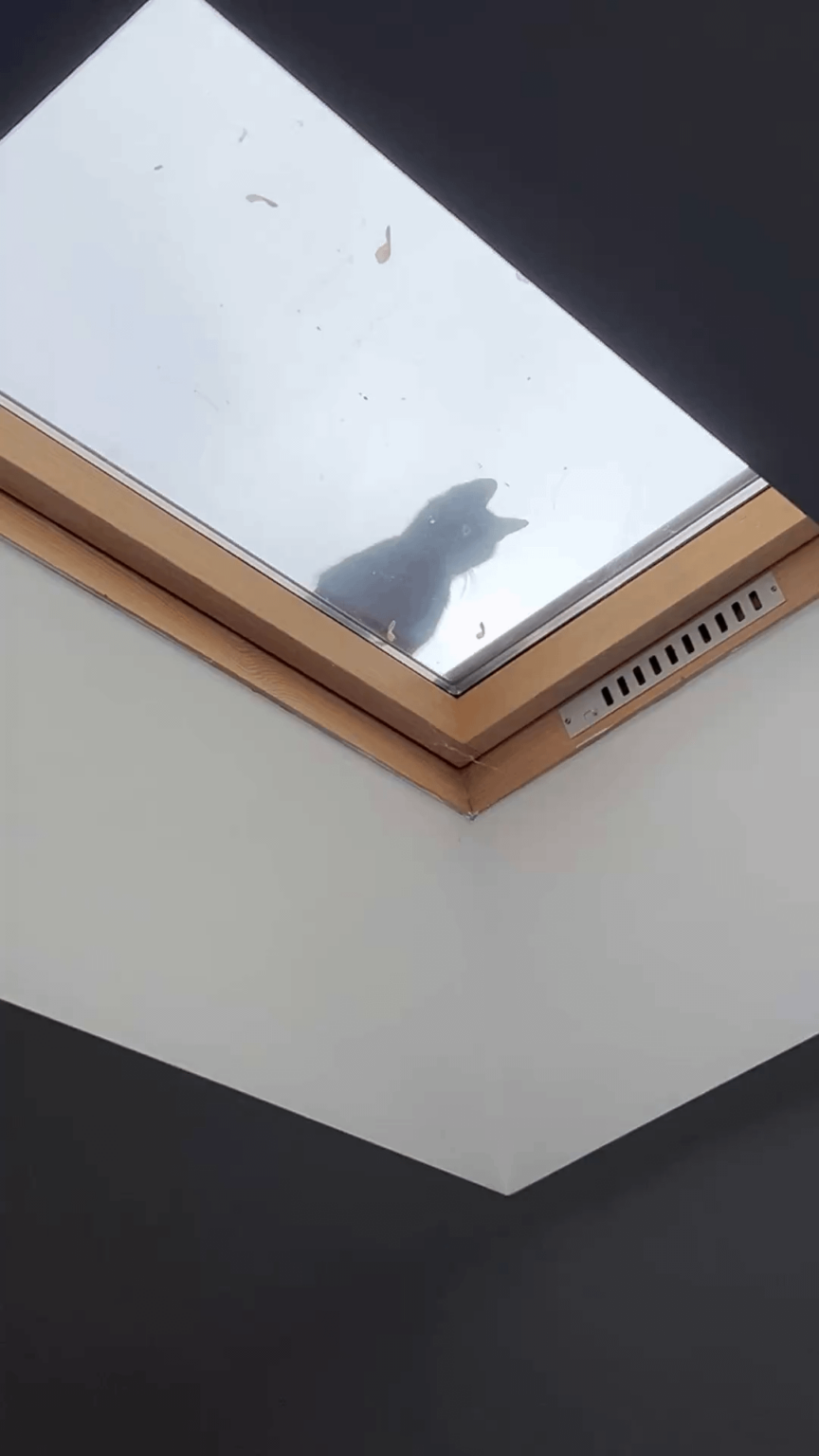 にゃーんちゃん