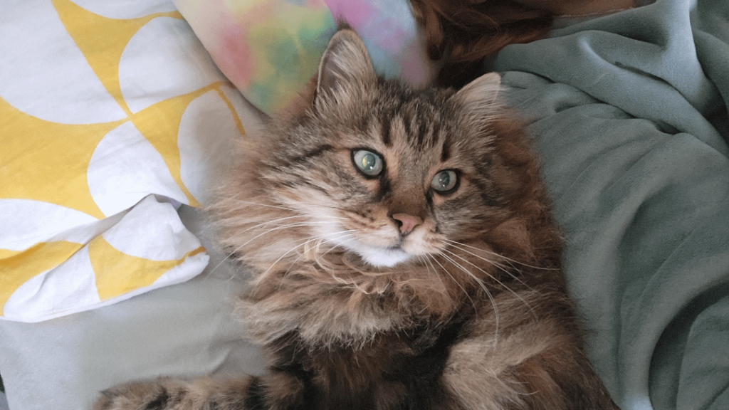 キャットボット