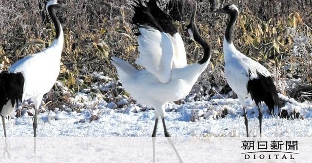 タンチョウ再発見から100年、今年も北海道各地で越冬分布調査