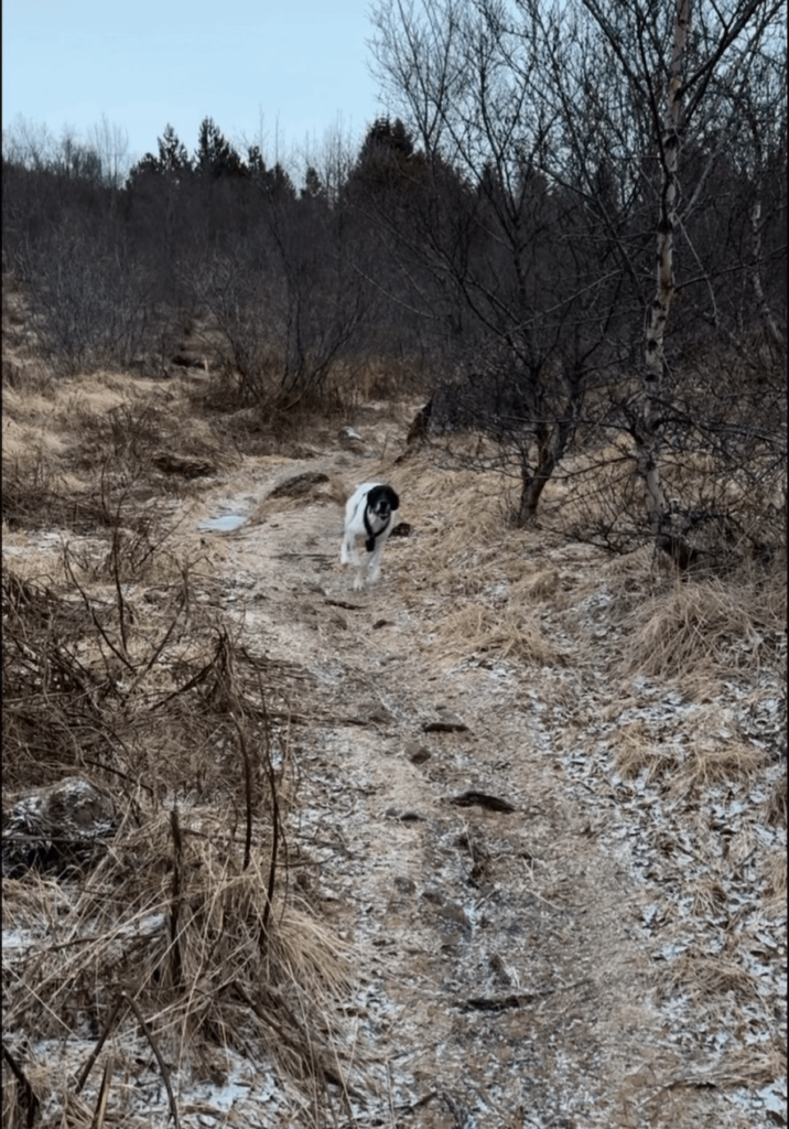 アイスランドでの新しい生活を楽しんでいる私の GSP カワウソの小さな編集版 🦦🇮🇸