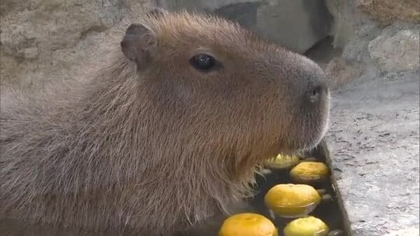 「めっちゃかわいいです」岡山市の動物園 カピバラにゆず湯のプレゼント【岡山】