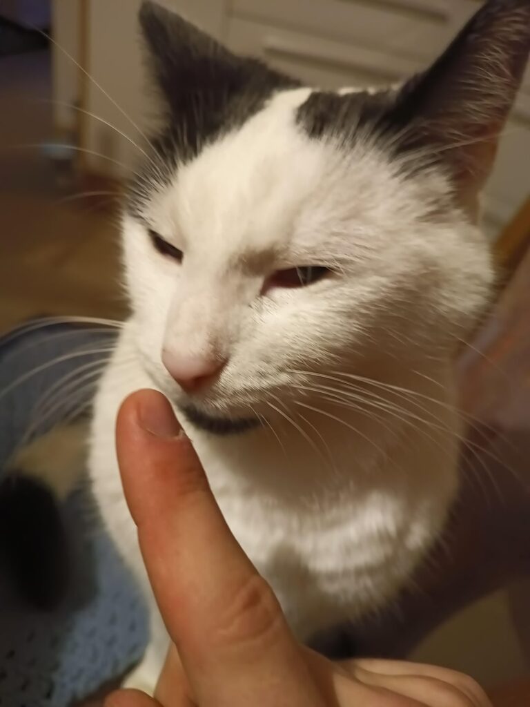 キャットボット