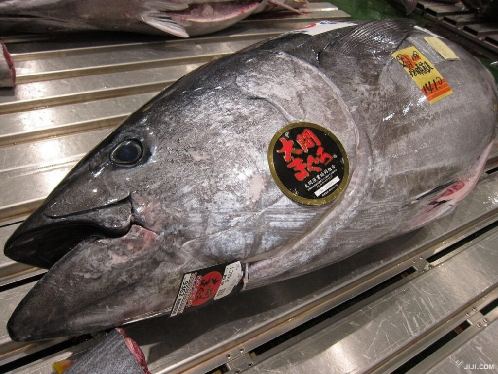 クロマグロの漁獲枠配分案提示 国際合意受け―水産庁