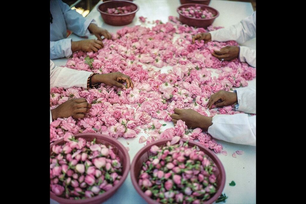 「砂漠のオアシス」のバラ祭り、咲き乱れるバラの花を摘む